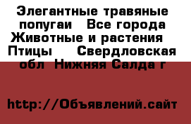 Элегантные травяные попугаи - Все города Животные и растения » Птицы   . Свердловская обл.,Нижняя Салда г.